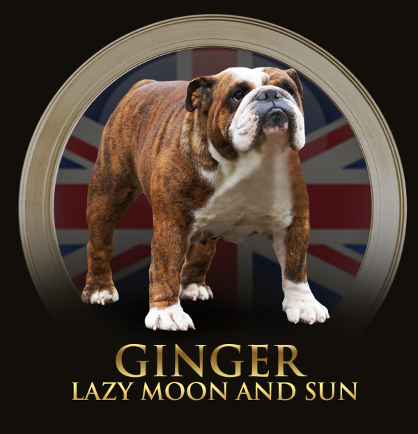 ginger.png