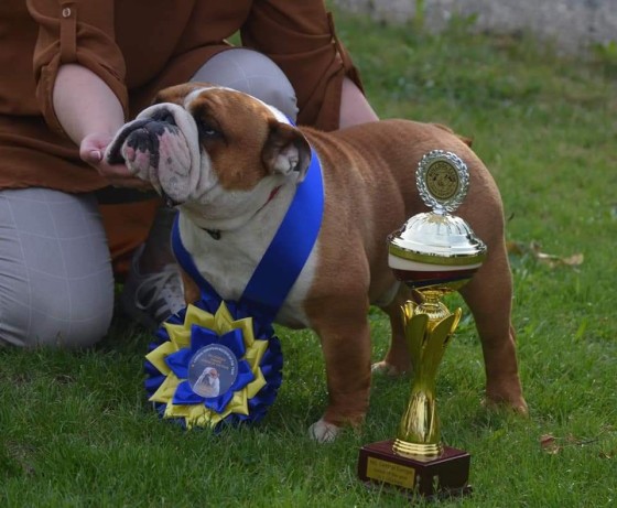 dogpicture1654364351066.jpg